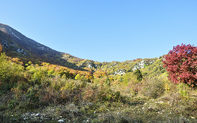 carpinetto vista rosauda