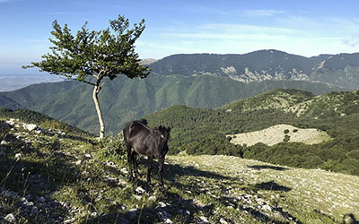 panorama con cavallo